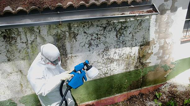 Trusted Crawl Space Mold Removal service in Dunedin, FL - Cheap Mold Removal